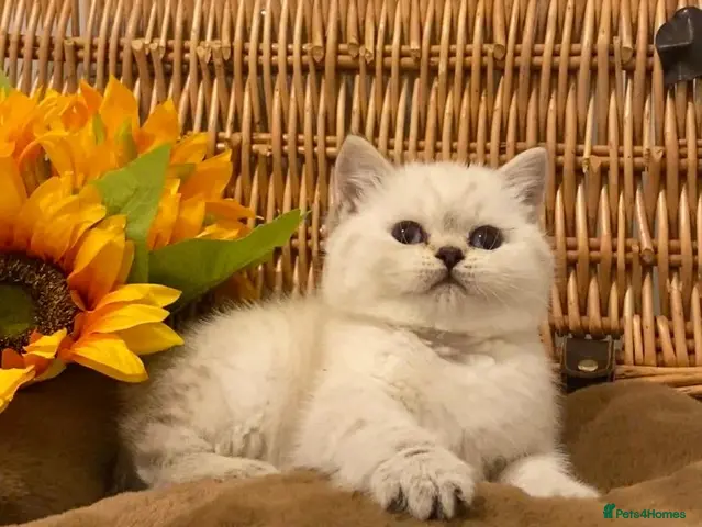 British Shorthair cats RARE SEAL LYNX PURE BRED BSH TEDDY BEARS - Advert 14