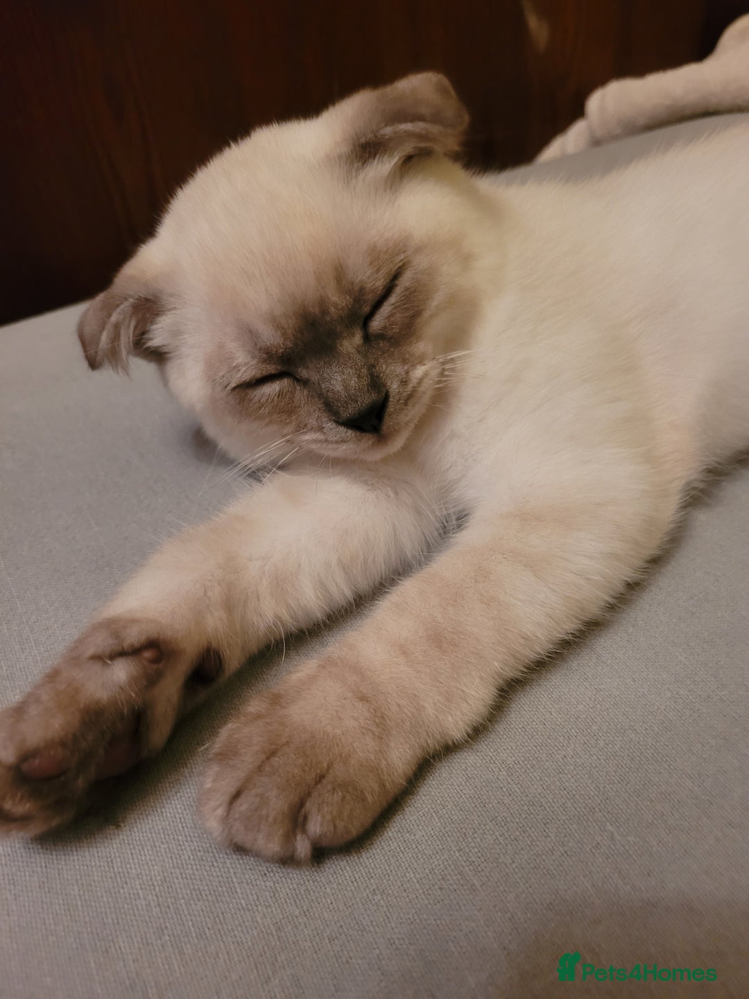 Scottish Fold cats for sale: Scottish fold kittens  - Image 6