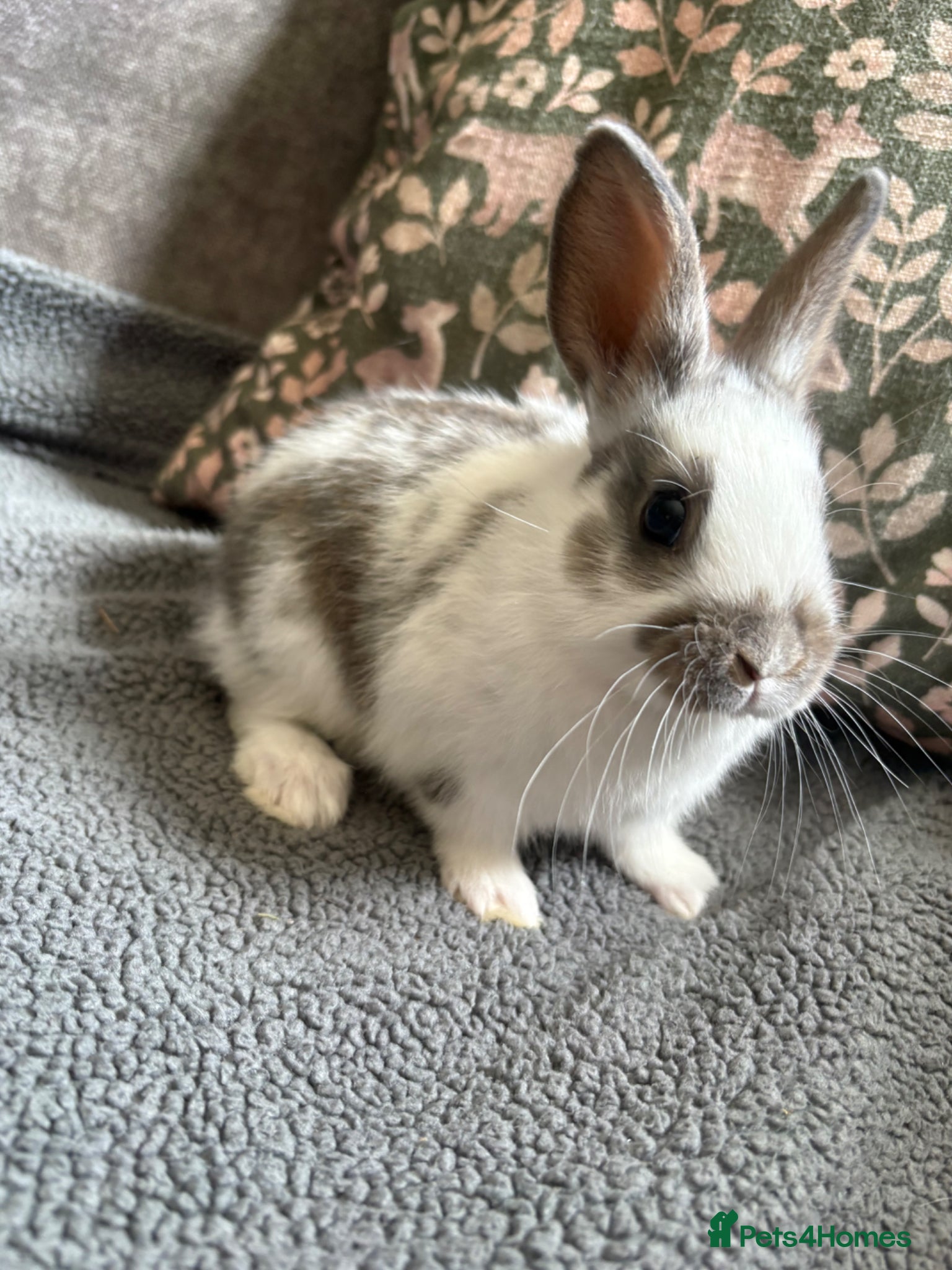 Mixed Breed rabbits Adorable Dutch Cross Baby Buck Rabbits for Sale - Advert 18