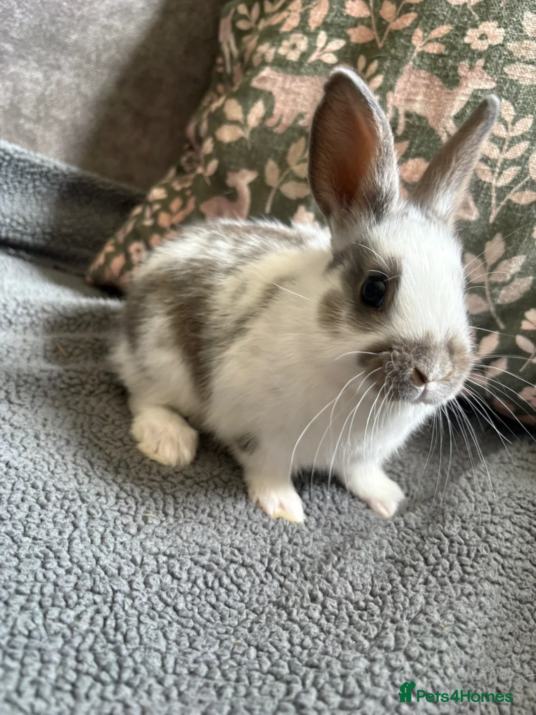 Mixed Breed rabbits for sale: Adorable Dutch Cross Baby Buck Rabbits for Sale in Stoke-on-Trent - Advert 1