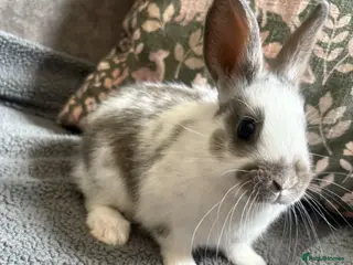 Mixed Breed rabbits Adorable Dutch Cross Baby Buck Rabbits for Sale - Advert 1