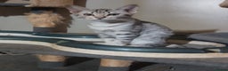 Ocicat cats for sale:  GCCF and FIFe registerd Ocicat Kittens - Advert 10