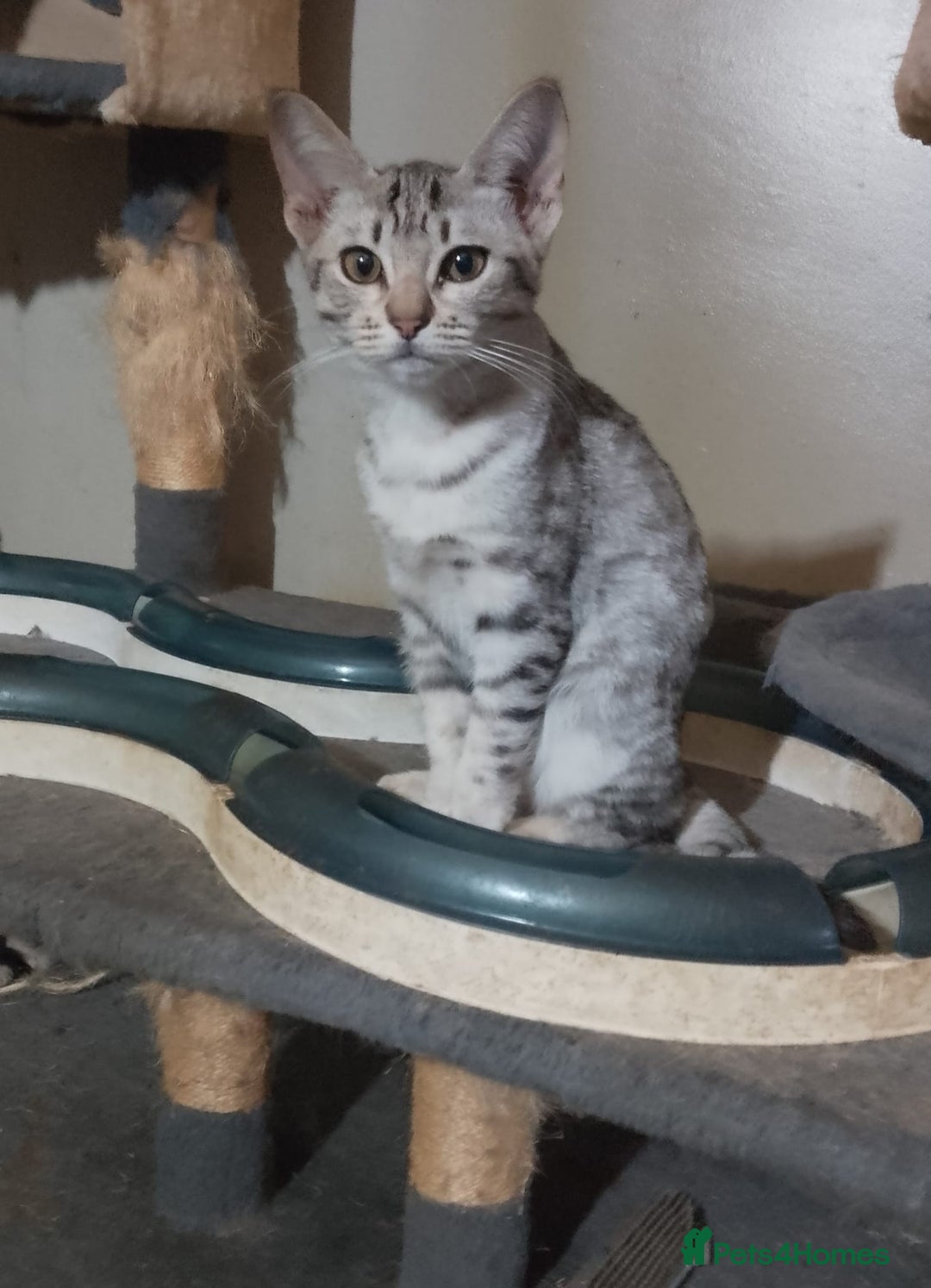 Ocicat cats for sale: 3 Pretty, Pedigree, Black Silver Ocicat Girls - Image 6