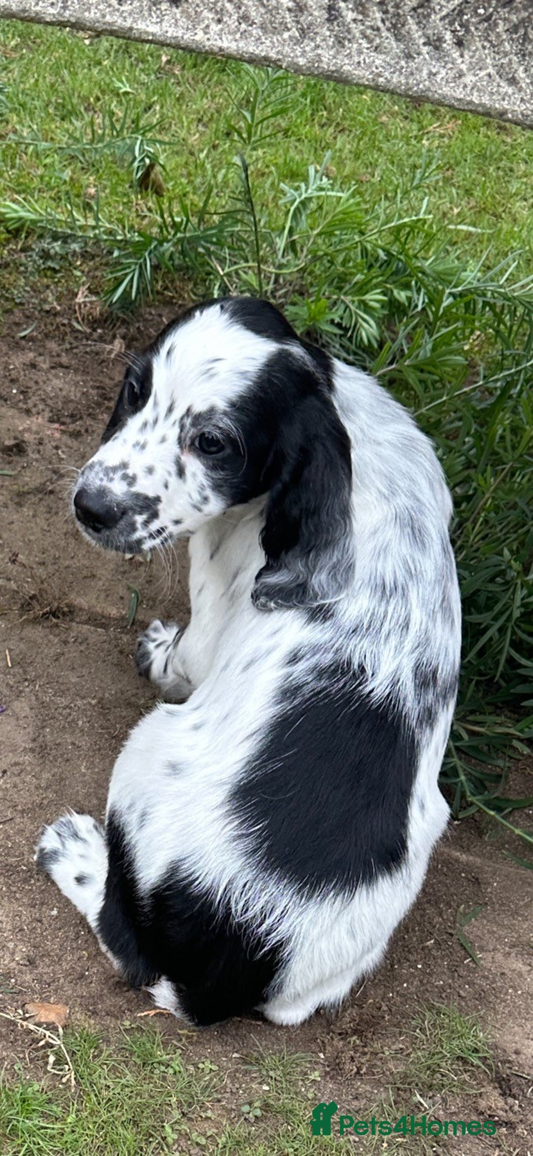 Cocker Spaniel dogs for sale: Cocker Spaniel puppies for sale - Image 18