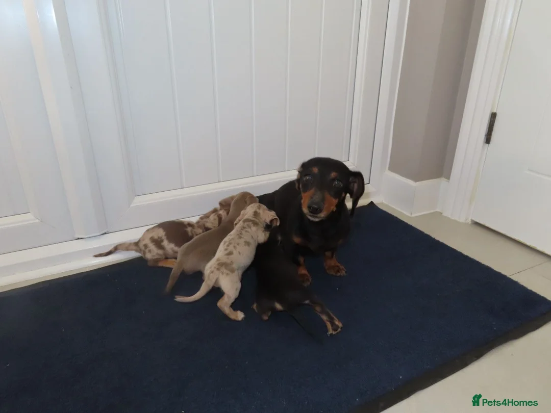 Miniature Dachshund dogs for sale: 4 boy’s beautiful miniature dachshund puppies  - Advert 40