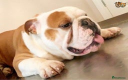 English Bulldog dogs for stud: QUALITY RED AND WHITE BULLDOG STUD DISCOUNT CHIPS in Sunderland - Image 2