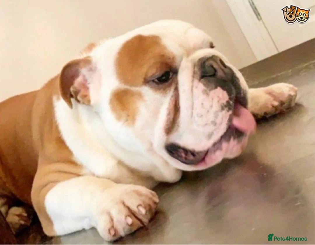 English Bulldog dogs for stud: QUALITY RED AND WHITE BULLDOG STUD DISCOUNT CHIPS in Sunderland - Advert 2