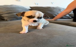Chihuahua dogs for sale: 1 Stunning Male Apple Head Chihuahua Pup left - Advert 14