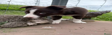 Border Collie 3