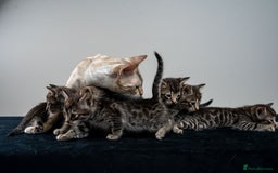 Bengal cats for sale: Gorgeous kittens, Wild-Patterned, Stunning Looks - Image 25