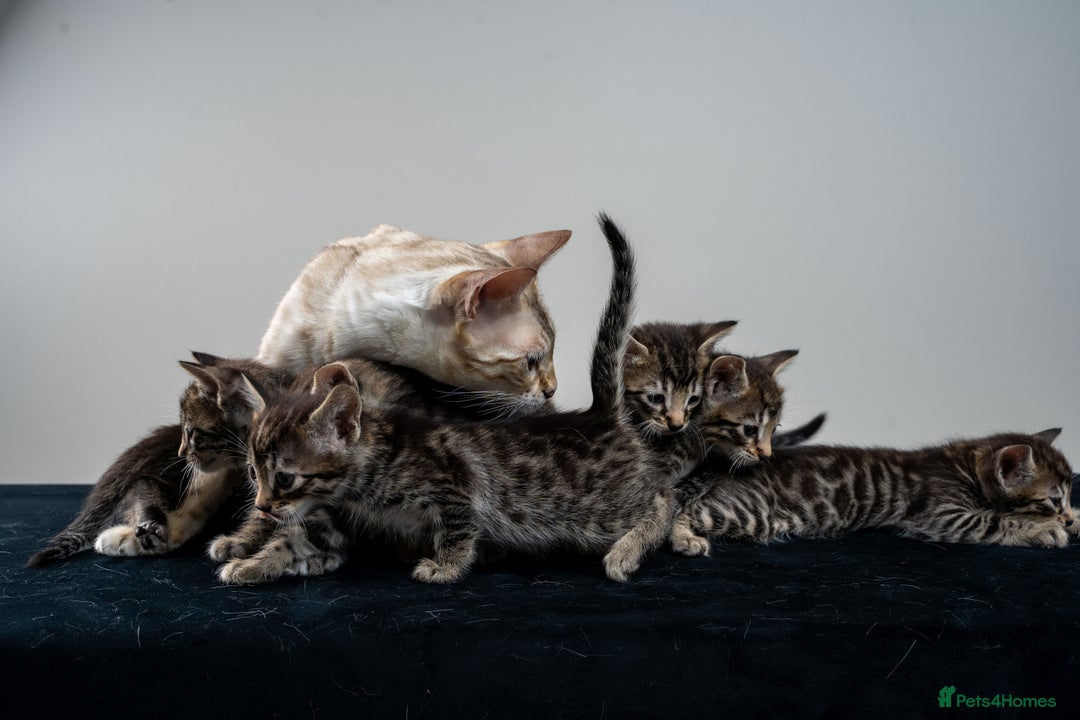 Bengal cats for sale: Gorgeous kittens, Wild-Patterned, Stunning Looks - Image 25