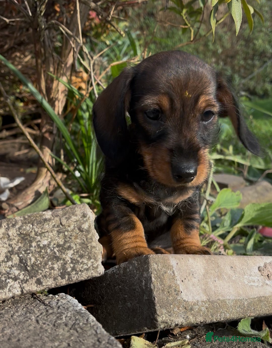 Dachshund dogs for sale: READY NOW ABSOLUTELY GORGEOUS MINI DACHSHUNDS  - Image 3