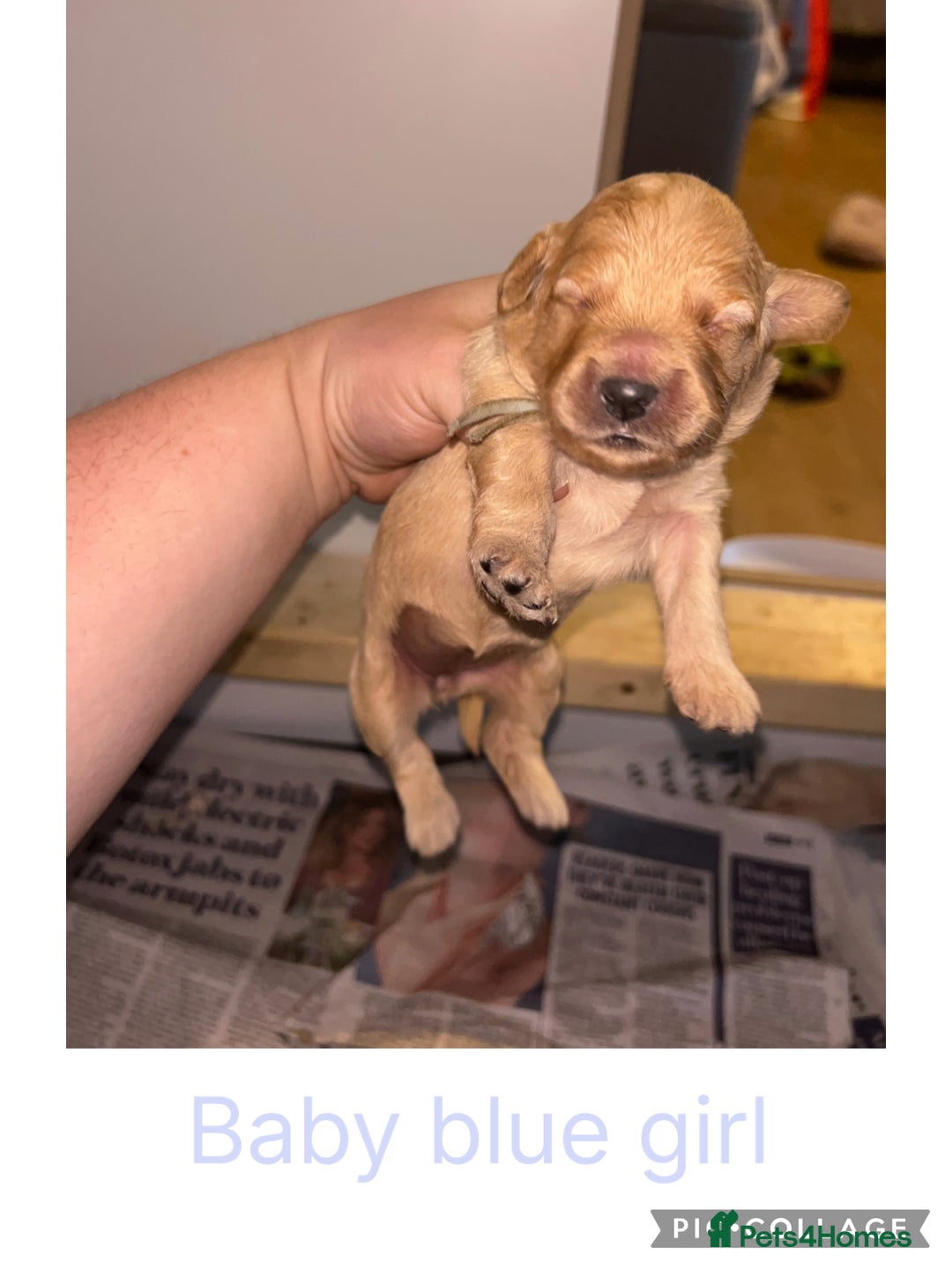 Goldendoodle dogs for sale: F1 mini Goldendoodles - Advert 14