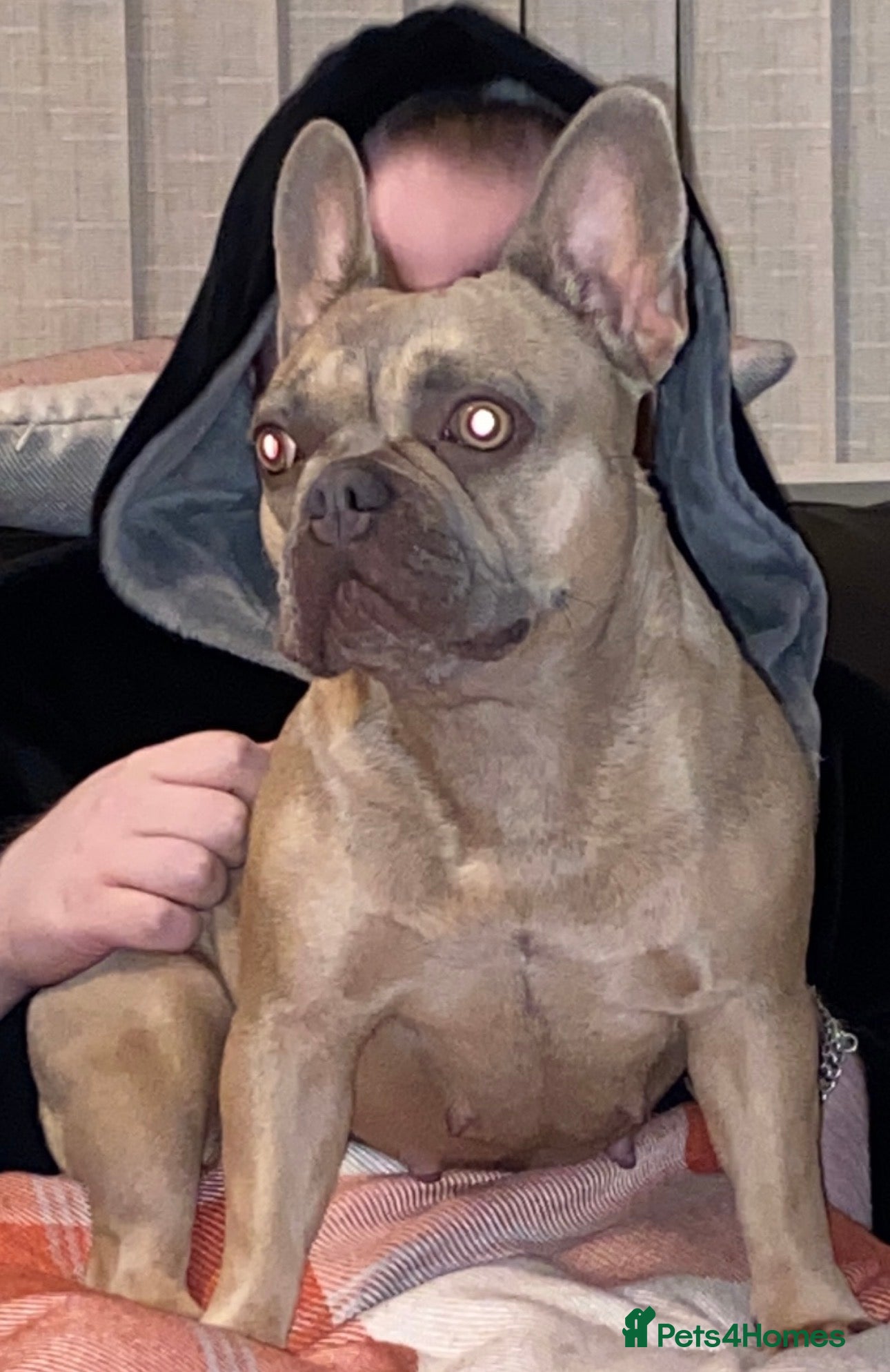 French Bulldog dogs L4 lilac tan female  - Advert 1