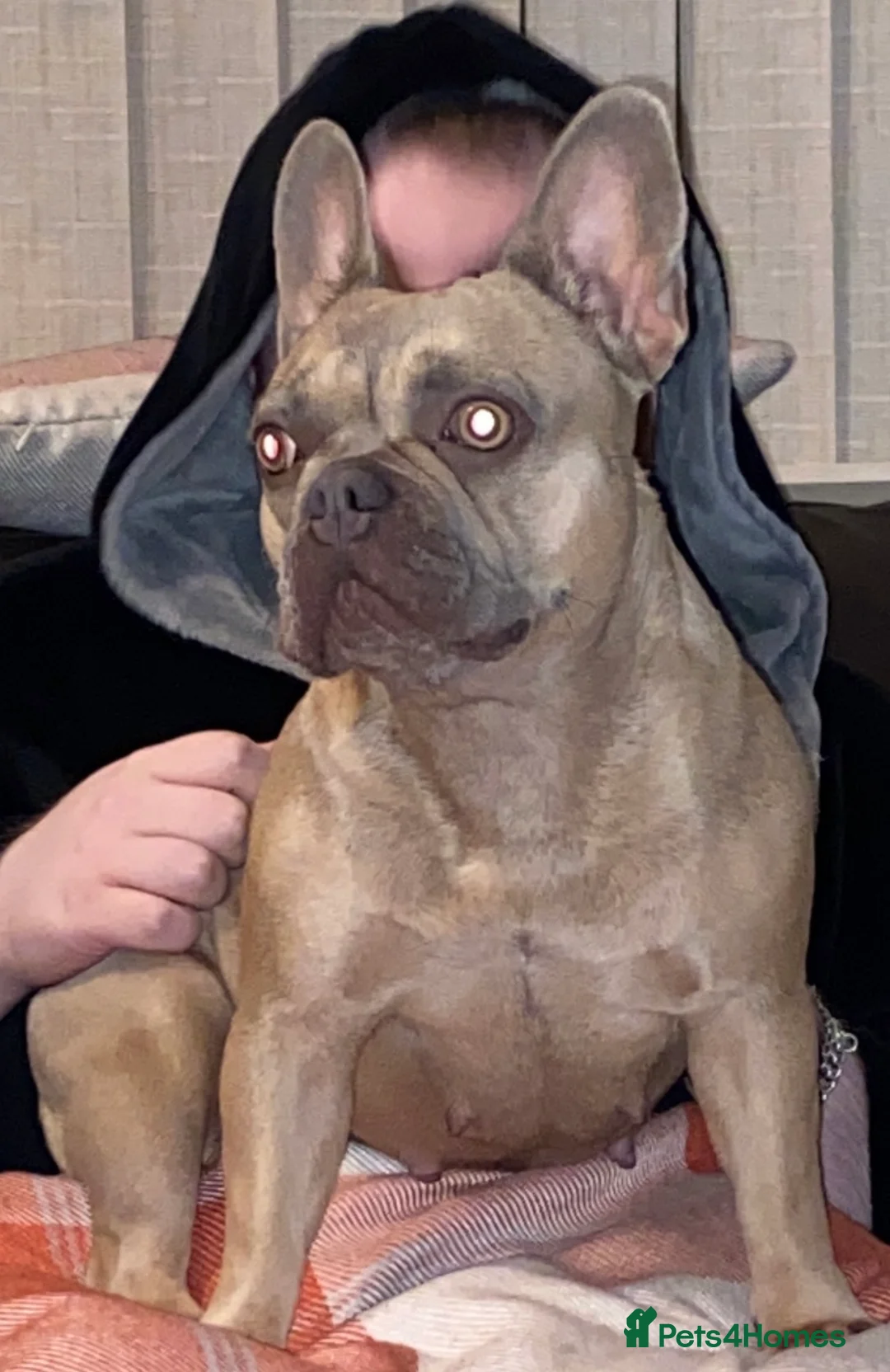 French Bulldog dogs for sale: L4 lilac tan female  in Blackpool - Advert 1