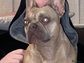 French Bulldog dogs L4 lilac tan female - Advert 1