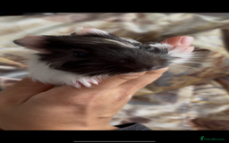 Guinea Pig rodents for sale: LONG HAIRED GUINEA PIGS 2 Boys 1 Girl - Image 4