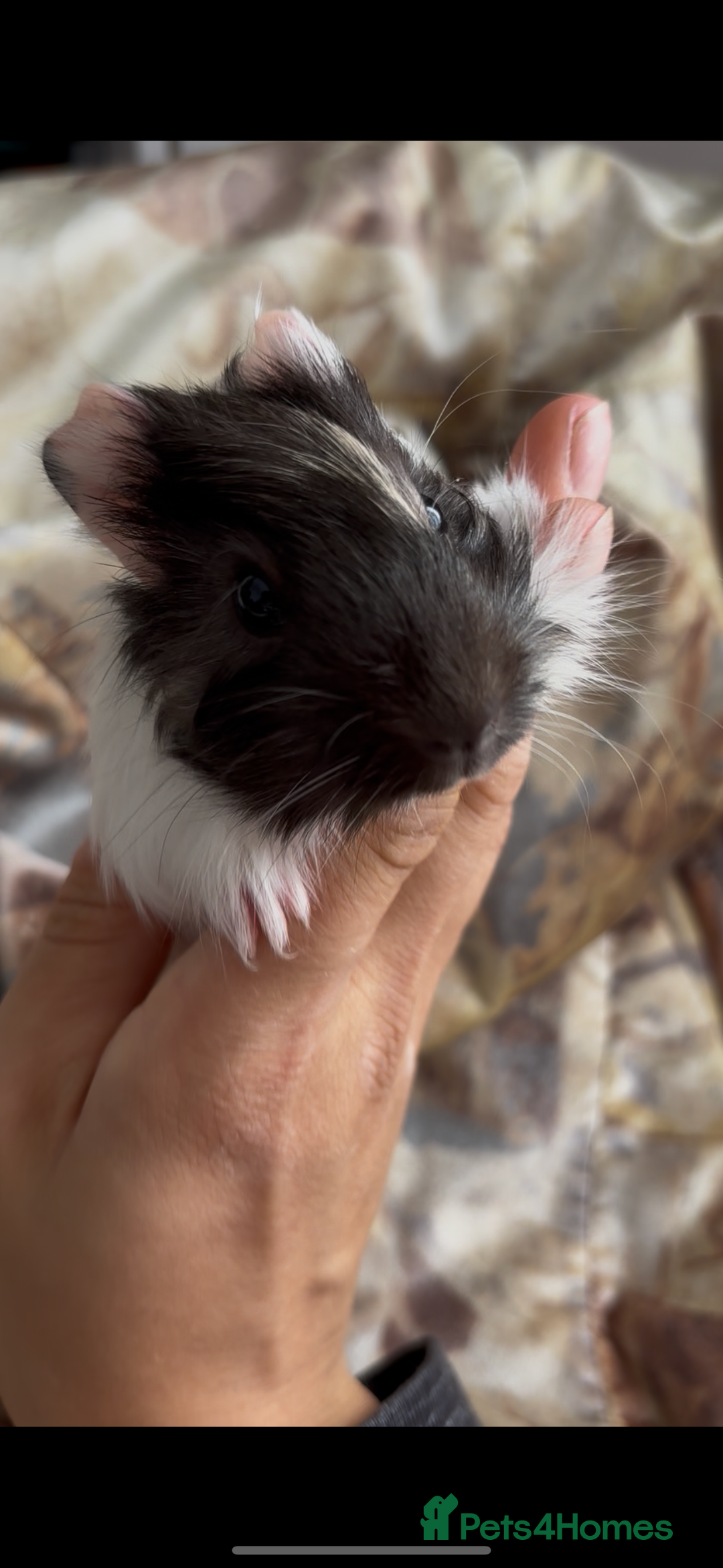 Guinea Pig rodents for sale: LONG HAIRED GUINEA PIGS 2 Boys 1 Girl - Image 4