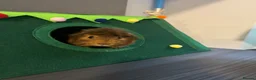 Guinea Pig rodents for sale: Young Abyssinian Guinea Pig + Full C&C Setup - Advert 5