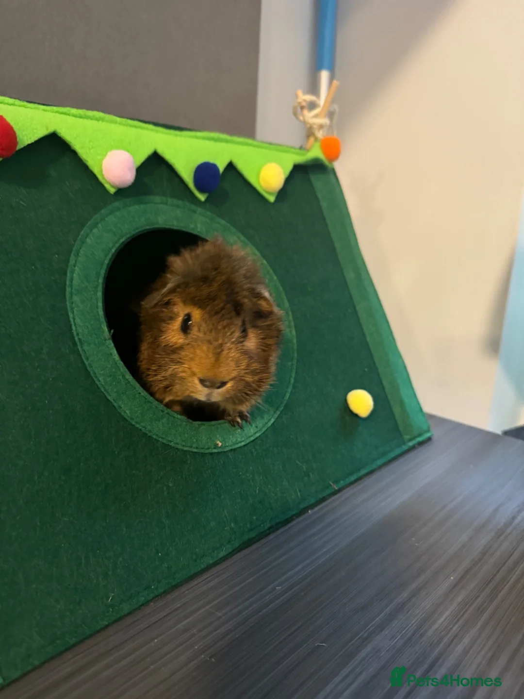 Guinea Pig rodents for sale: Young Abyssinian Guinea Pig + Full C&C Setup - Advert 5