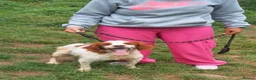 Brittany Spaniel dogs for adoption: Tango - Advert 7