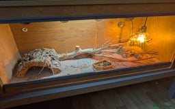 Leopard Gecko reptiles for sale: Beautiful female leopard gecko  - Image 2