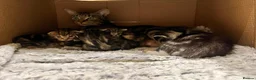 Mixed Breed cats for adoption: Mama Chloe looking for a home - Advert 5