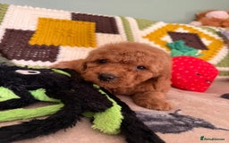 Cavapoo dogs for sale: stunning Cavapoos  - Image 9