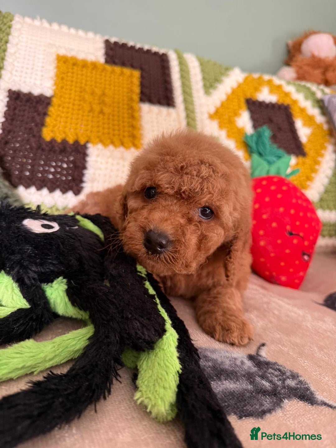 Cavapoo dogs for sale: stunning Cavapoos  - Image 9