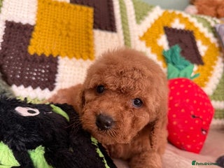 Cavapoo dogs - Advert 8