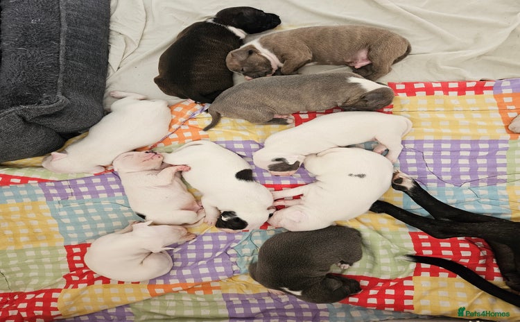 Staffordshire Bull Terrier dogs - Advert 8