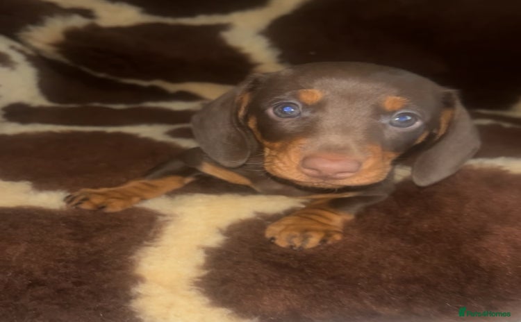 Miniature Dachshund dogs - Advert 3