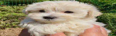 Maltipoo 4