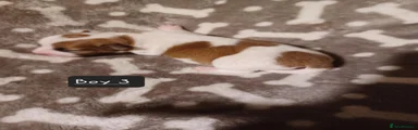 Jack Russell 3