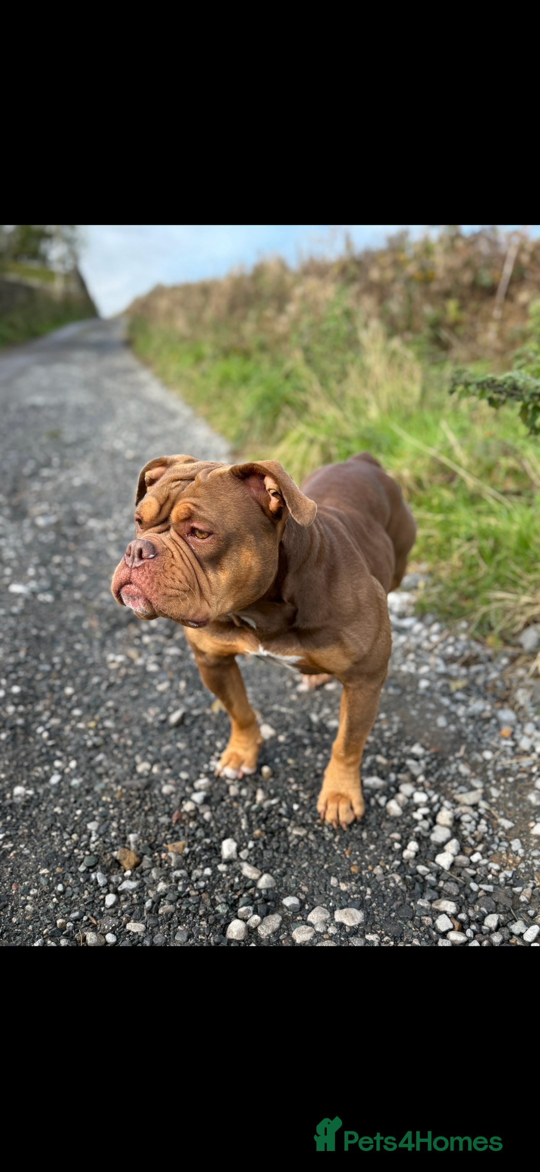 American Bully dogs for sale: 💙🐾 2 Stunning American Pocket Bully Puppies 🐾💙 - Advert 3