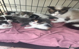 Mixed Breed cats for sale: Ragdoll cross - Image 17