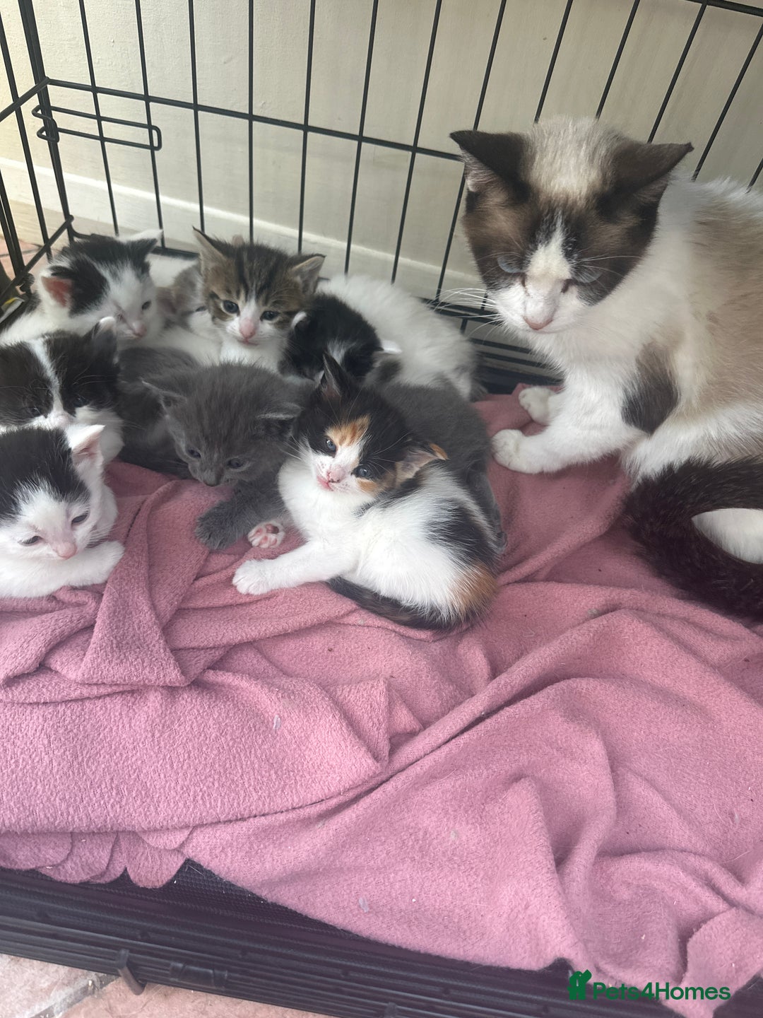 Mixed Breed cats for sale: Ragdoll cross - Image 17