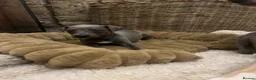 Whippet dogs for sale: Stunning KC registered solid blue whippet puppies - Advert 1