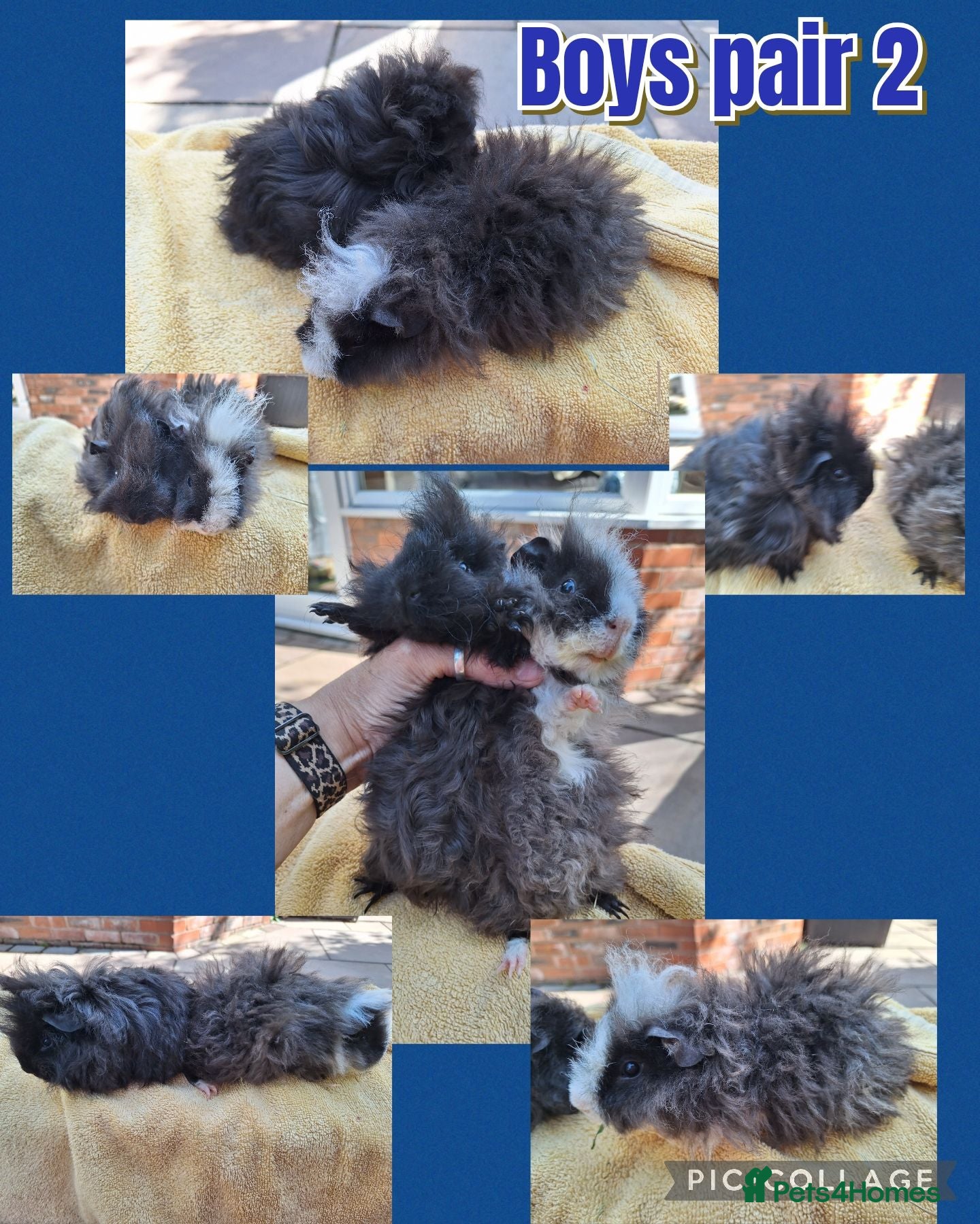 Guinea Pig rodents Lunkarya breeding pair Imports + Pairs of BOYS - Advert 2