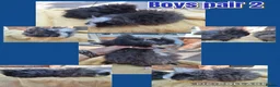 Guinea Pig rodents for sale: Lunkarya breeding pair Imports + Pairs of BOYS - Advert 3