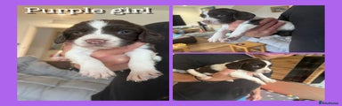 English Springer Spaniel Puppy PURPLE GIRL