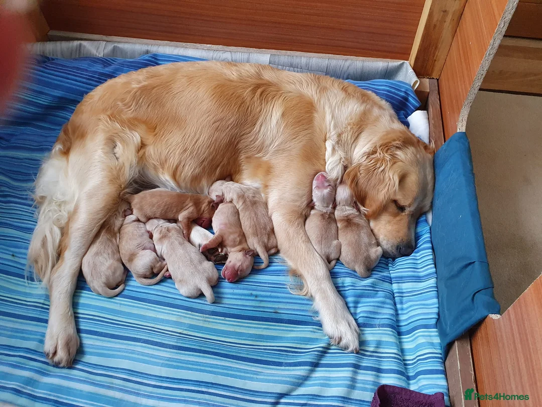 Golden Retriever dogs for stud: Health Tested Proven Golden Retriever Stud in Reading - Advert 7