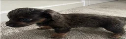 Miniature Dachshund dogs for sale: Miniature dachshund puppies in Stratford-upon-Avon - Advert 6