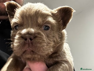 French Bulldog dogs Amazing Fluffy French bulldogs - Advert 1
