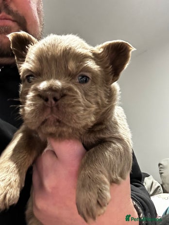 French Bulldog dogs Amazing Fluffy French bulldogs - Advert 1