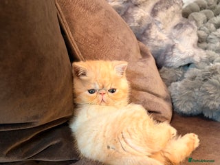 Exotic cats Supreme Quality Exotics - TICA reg - Advert 14