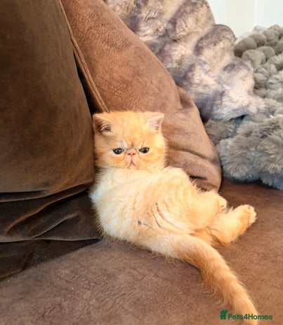 Exotic cats Supreme Quality Exotics - TICA reg - Advert 1