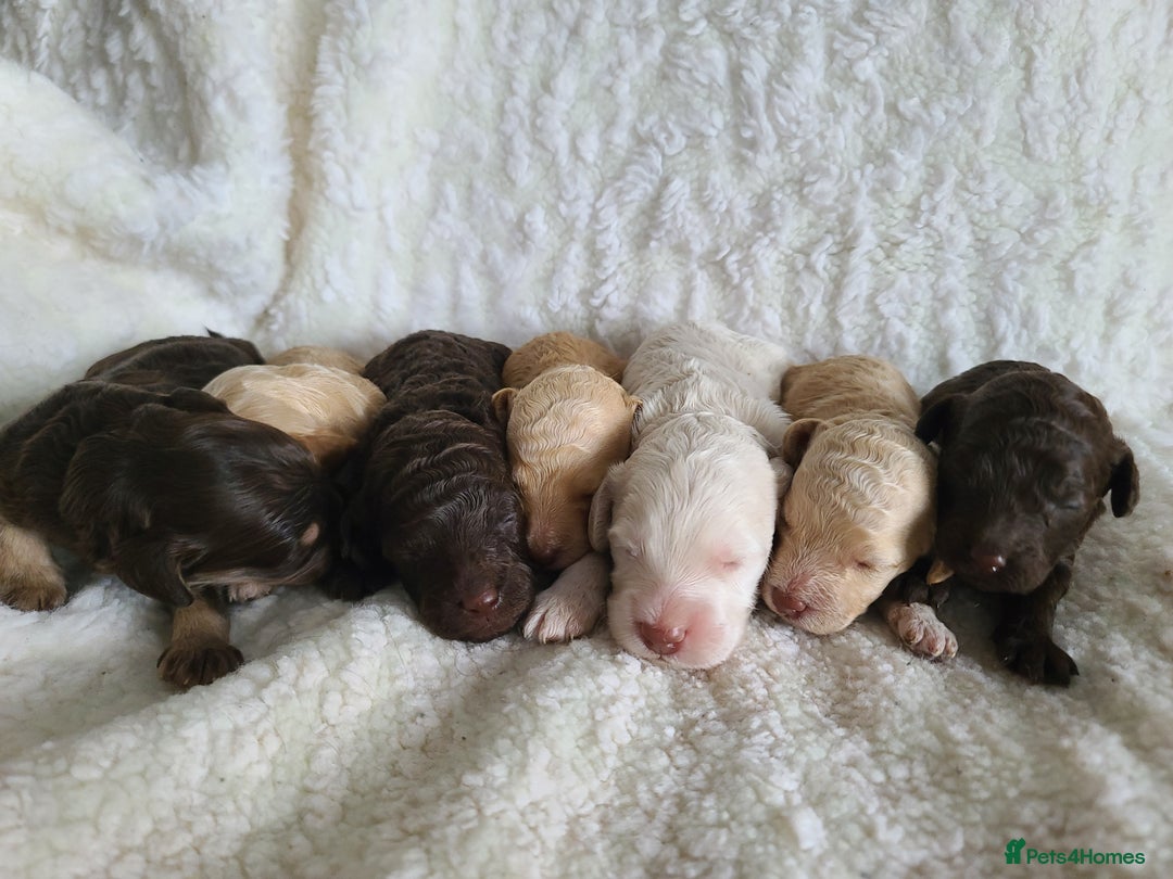Cockapoo dogs for sale: F1b Cockapoos. Boys & Girls. DNA HEALTH TESTED - Image 26