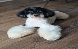Toy Poodle dogs for stud: Health Tested Tri Toy in Birkenhead - Image 1