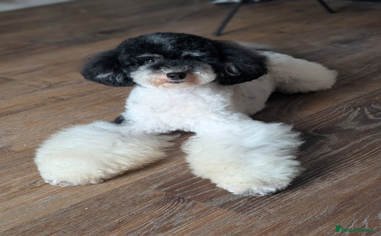 Toy Poodle dogs in Birkenhead - Advert 1
